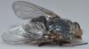 Calliphora vicina
